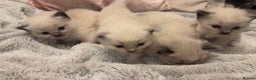 Ragdoll cats for sale: Dreamy Purebred Ragdoll Kittens - Advert 7