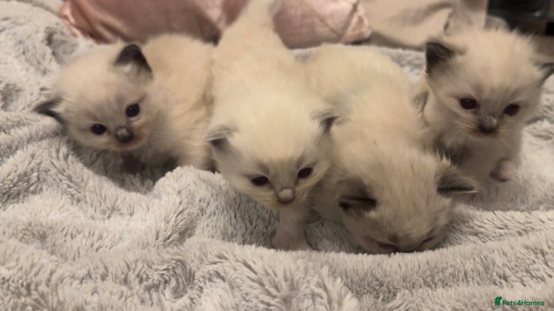 Ragdoll cats for sale: Dreamy Purebred Ragdoll Kittens - Advert 7