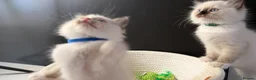 Ragdoll cats for sale: GCCF Ragdoll Sealpoint Mitted kitten - Advert 17