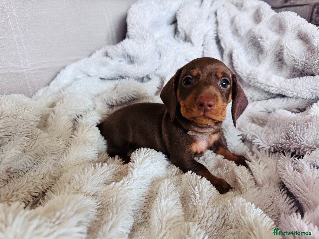 Dachshund dogs for sale: Dachshund Miniature  - Image 19