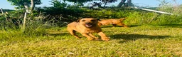Lakeland Terrier dogs for sale: Lakeland Terrier Pups in Shrewsbury - Advert 7