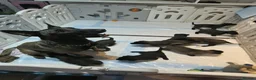 Belgian Shepherd Dog dogs for sale: Belgian malinois puppies in Uxbridge - Advert 1