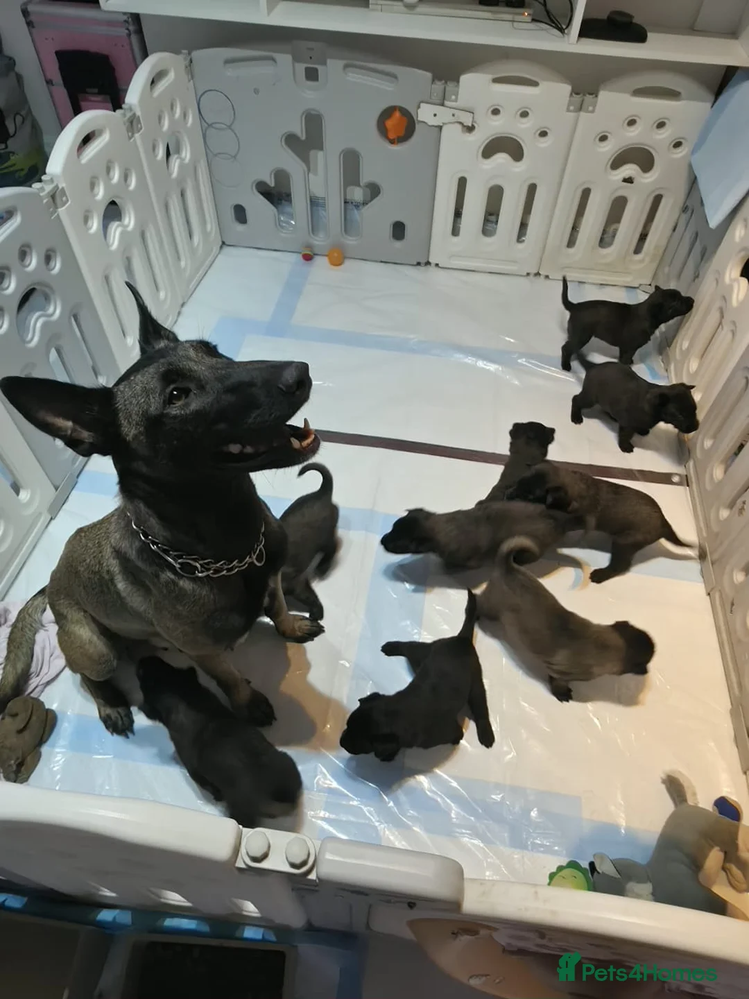 Belgian Shepherd Dog dogs for sale: Belgian malinois puppies in Uxbridge - Advert 1