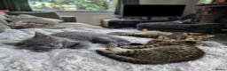 Siberian cats for sale: Beautiful Siberian x Korat kittens  - Advert 4