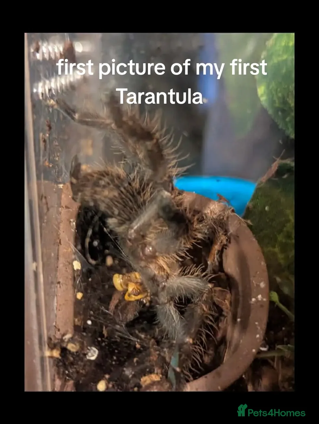 Tarantulas invertebrates for sale: P hatihati purple earth tiger tarantula male  - Advert 4