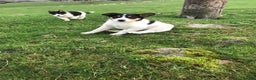 Border Collie dogs for sale: Border collie pups for sale  - Advert 6