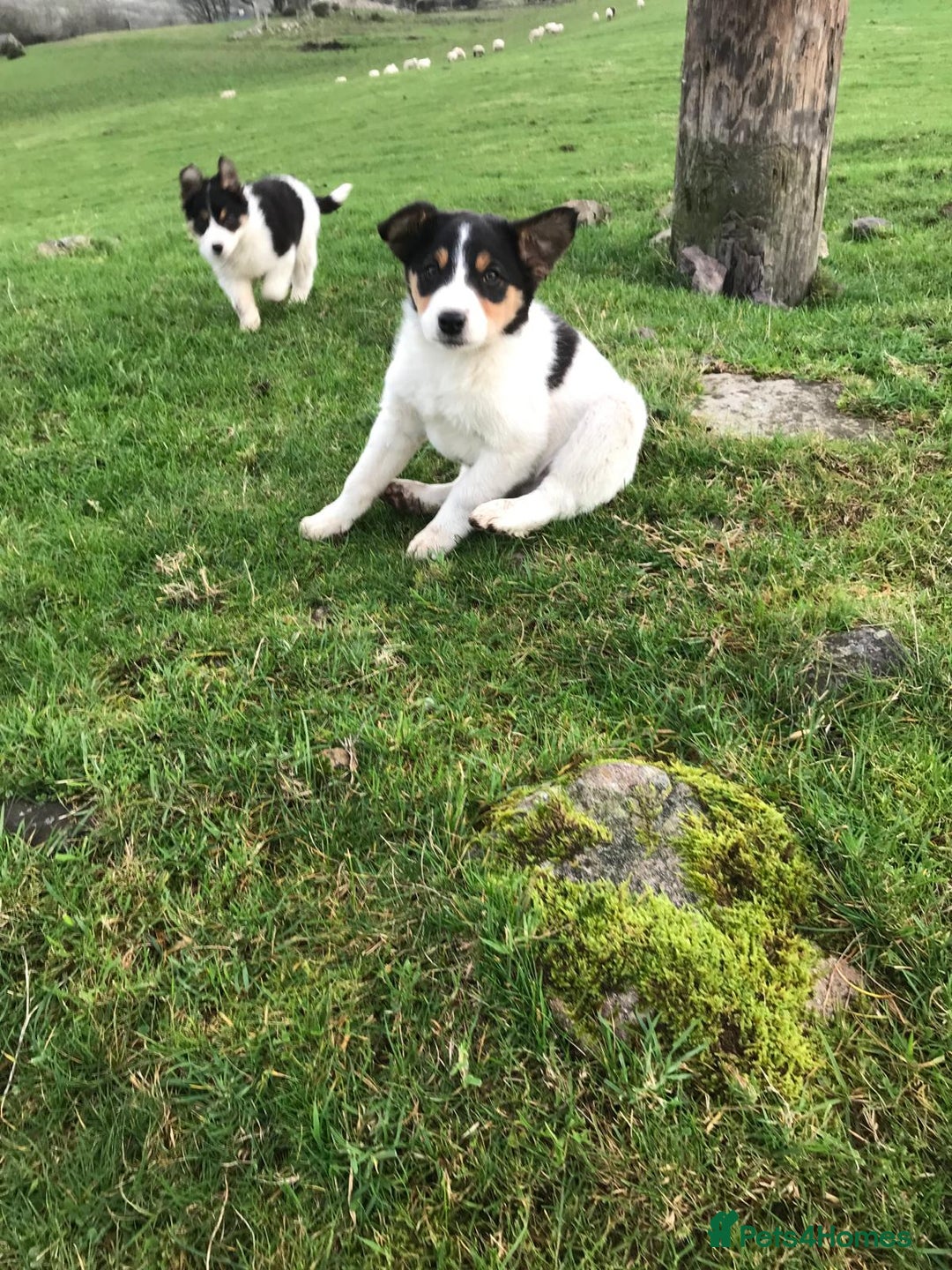 Border Collie dogs for sale: Border collie pups for sale  - Advert 6