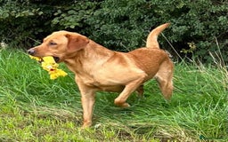Labrador Retriever dogs for sale: Upcoming Litter of Labradors - Due around 10th Sep - Image 5