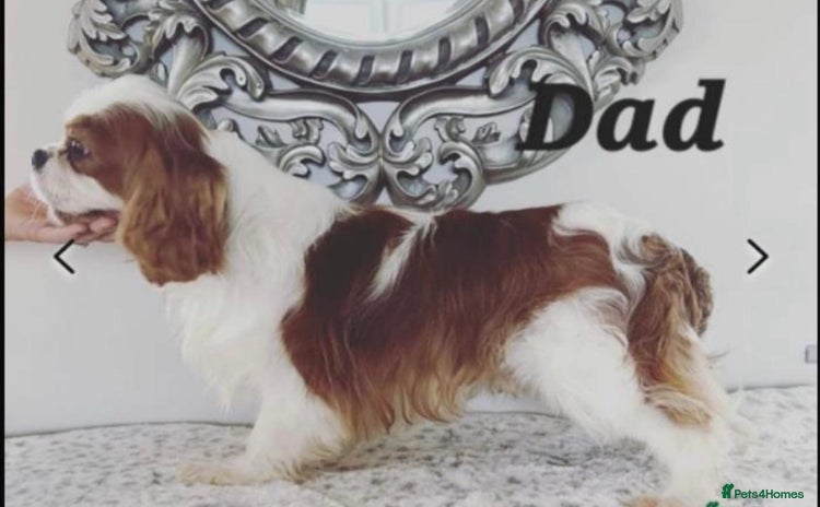 Cavalier King Charles Spaniel dogs - Advert 13