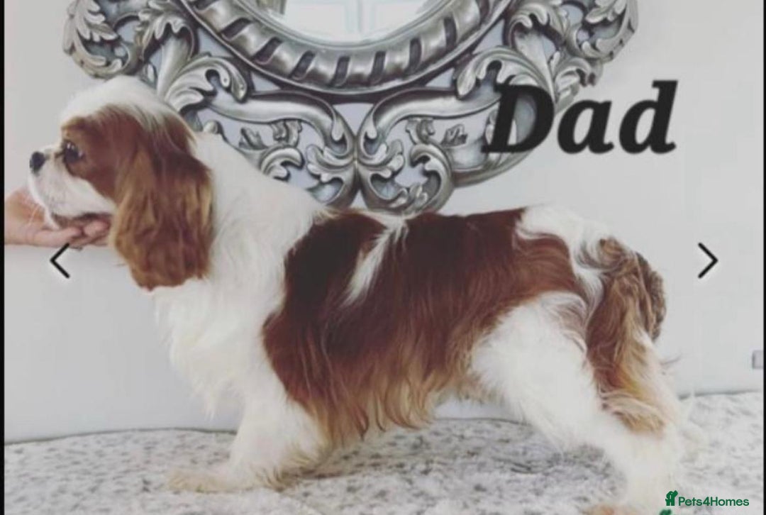 Cavalier King Charles Spaniel dogs for stud: Handsome Cavalier King Charles for Stud - Image 1