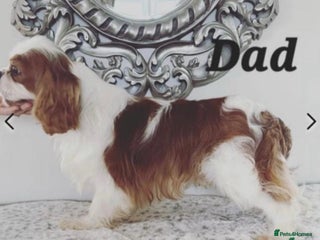 Cavalier King Charles Spaniel dogs - Advert 6