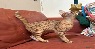 Savannah cats in Spalding - Advert 16
