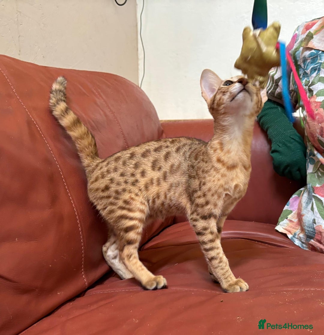 Savannah cats for sale: Cinnamon F4  savannah female & male kittens, TICA  in Spalding - Image 3