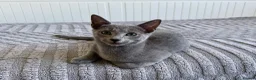 Russian Blue cats for sale: Russian Blue Boy - Advert 3