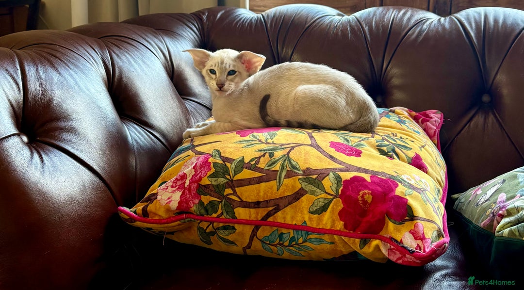 Oriental cats for sale: Chocolate Tabby male - Advert 4