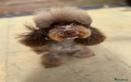 Toy Poodle dogs for stud: Chocolate Phantom KC reg  in Southport - Image 2