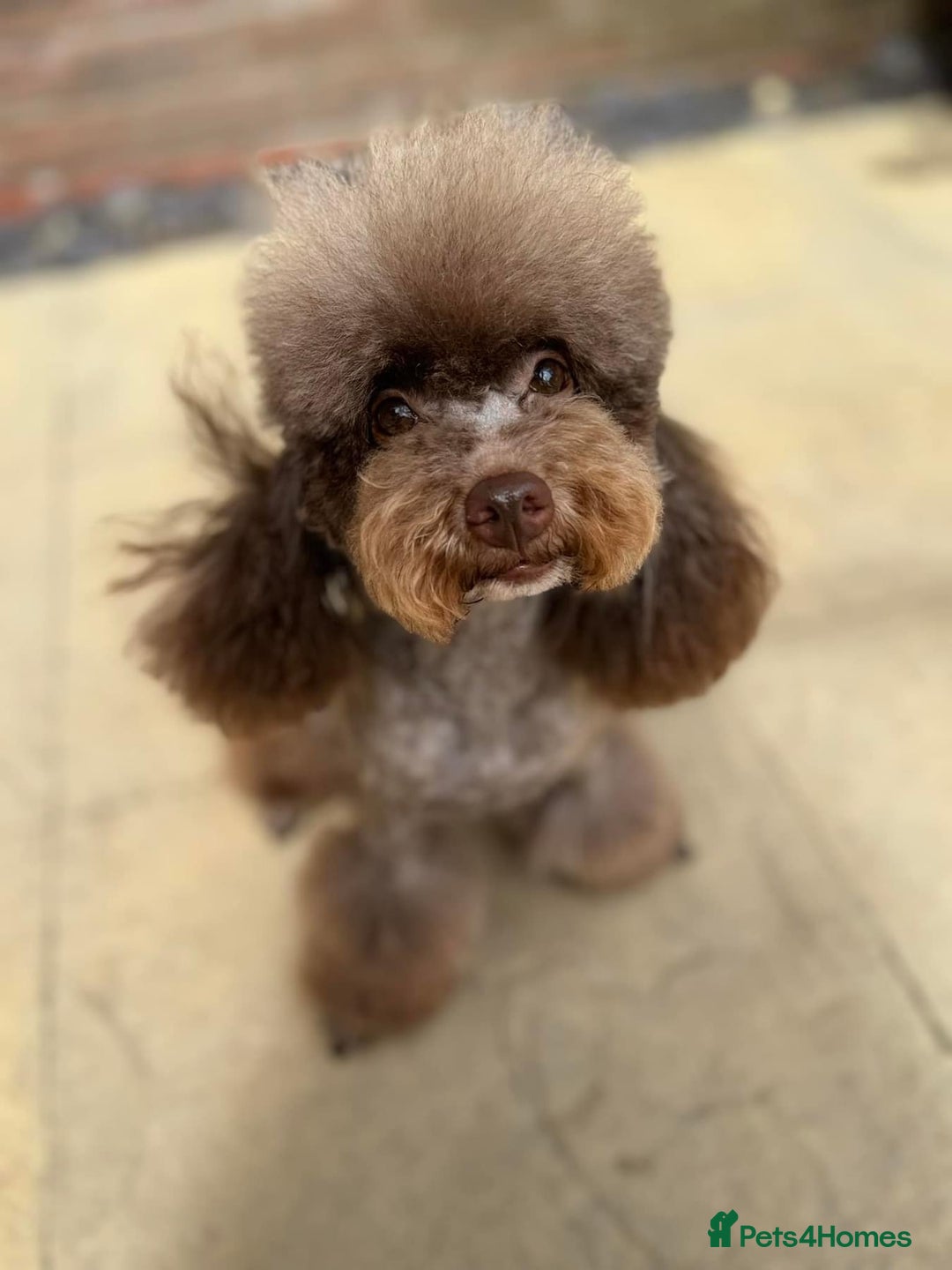 Toy Poodle dogs for stud: Chocolate Phantom KC reg  in Southport - Image 2