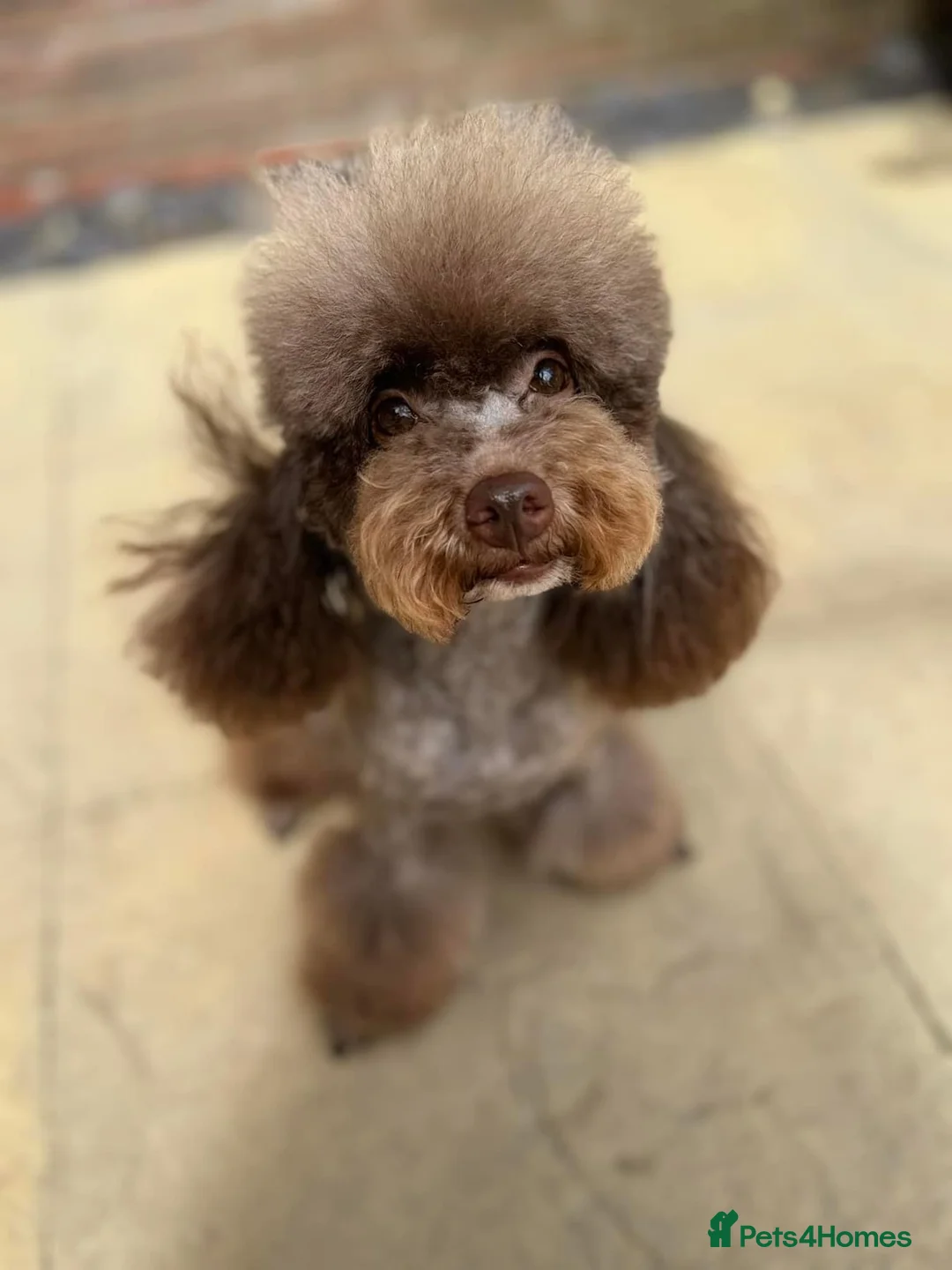 Toy Poodle dogs for stud: Chocolate Phantom KC reg  in Southport - Advert 2
