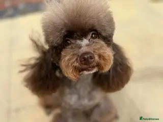 Toy Poodle dogs Chocolate Phantom KC reg - Advert 14