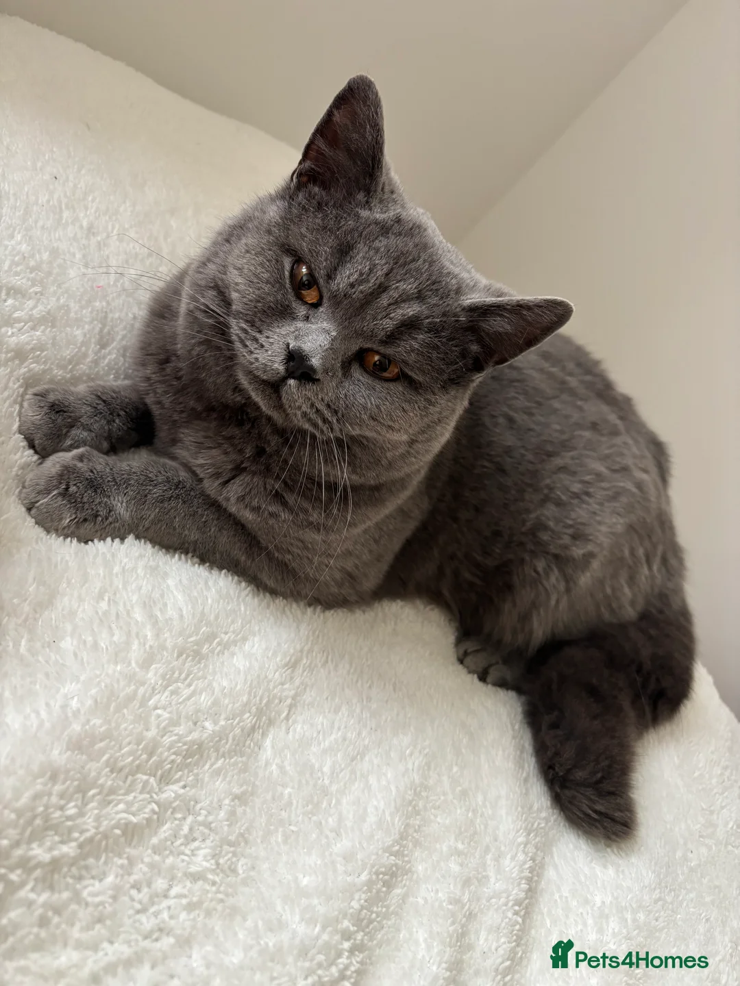 British Shorthair cats for stud: Beautiful British Blue - Advert 2