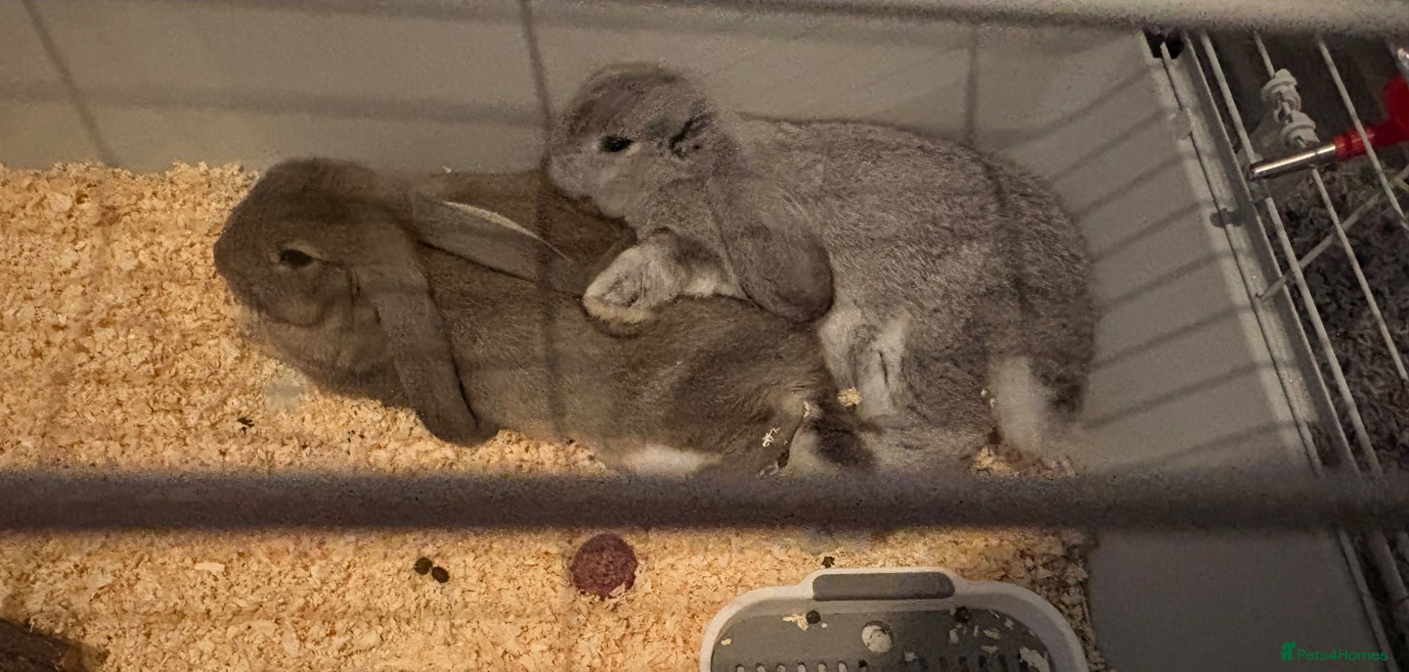 Dwarf Lop rabbits Bonded pair (females) - Advert 3
