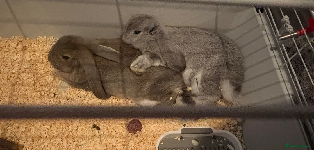 Dwarf Lop rabbits for sale: Bonded pair (females) - Advert 1