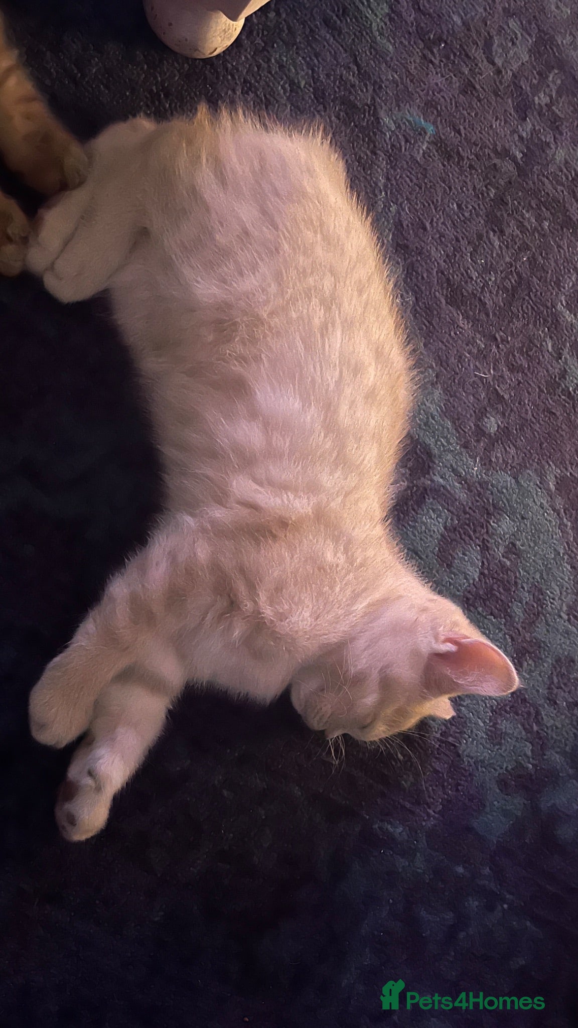 Manx cats Rare  Manx kitten  - Advert 2
