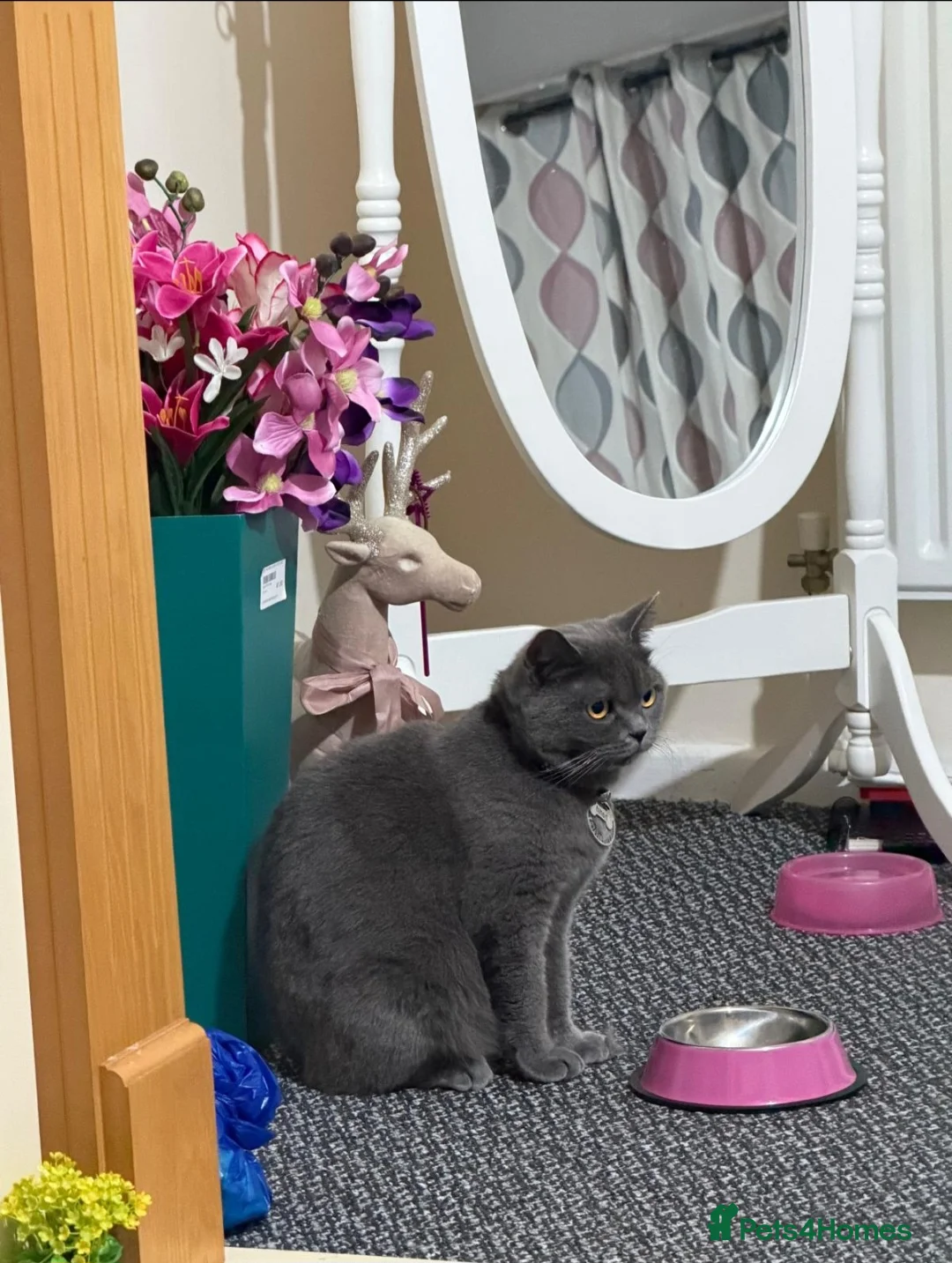 British Shorthair cats for sale: British shorthair cat  - Advert 2