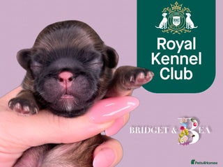 Pekingese dogs ⭐️PUPPIES ARRIVED⭐️ - Advert 8