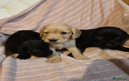 Cocker Spaniel dogs for sale: Beautiful Working KC Reg Cocker Spaniels Puppies - Advert 15