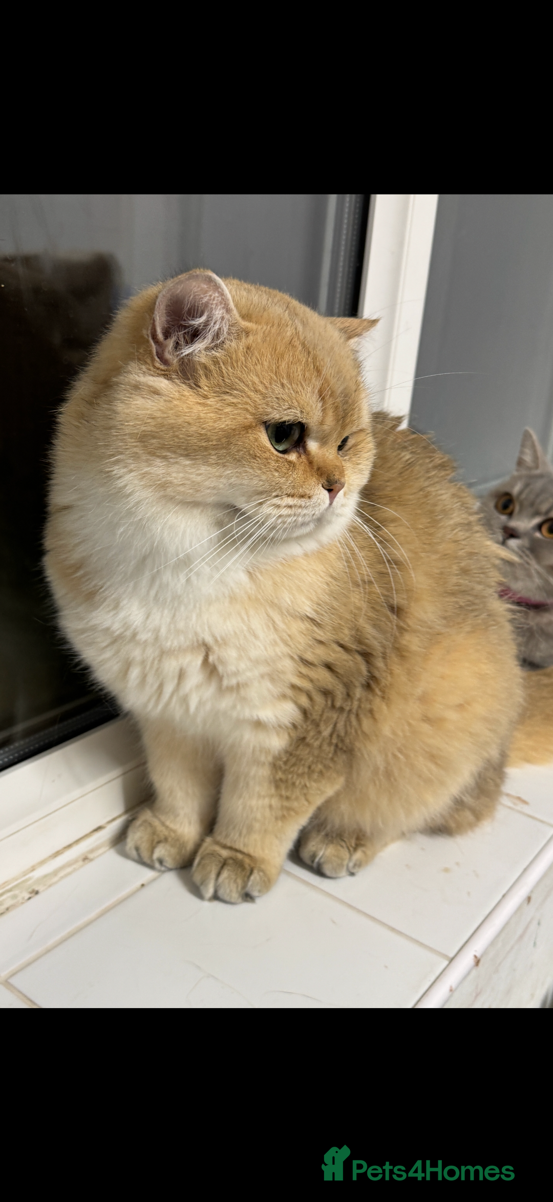 British Shorthair cats for sale: Beautiful British Shorthair Kittens – 5 Available - Advert 22