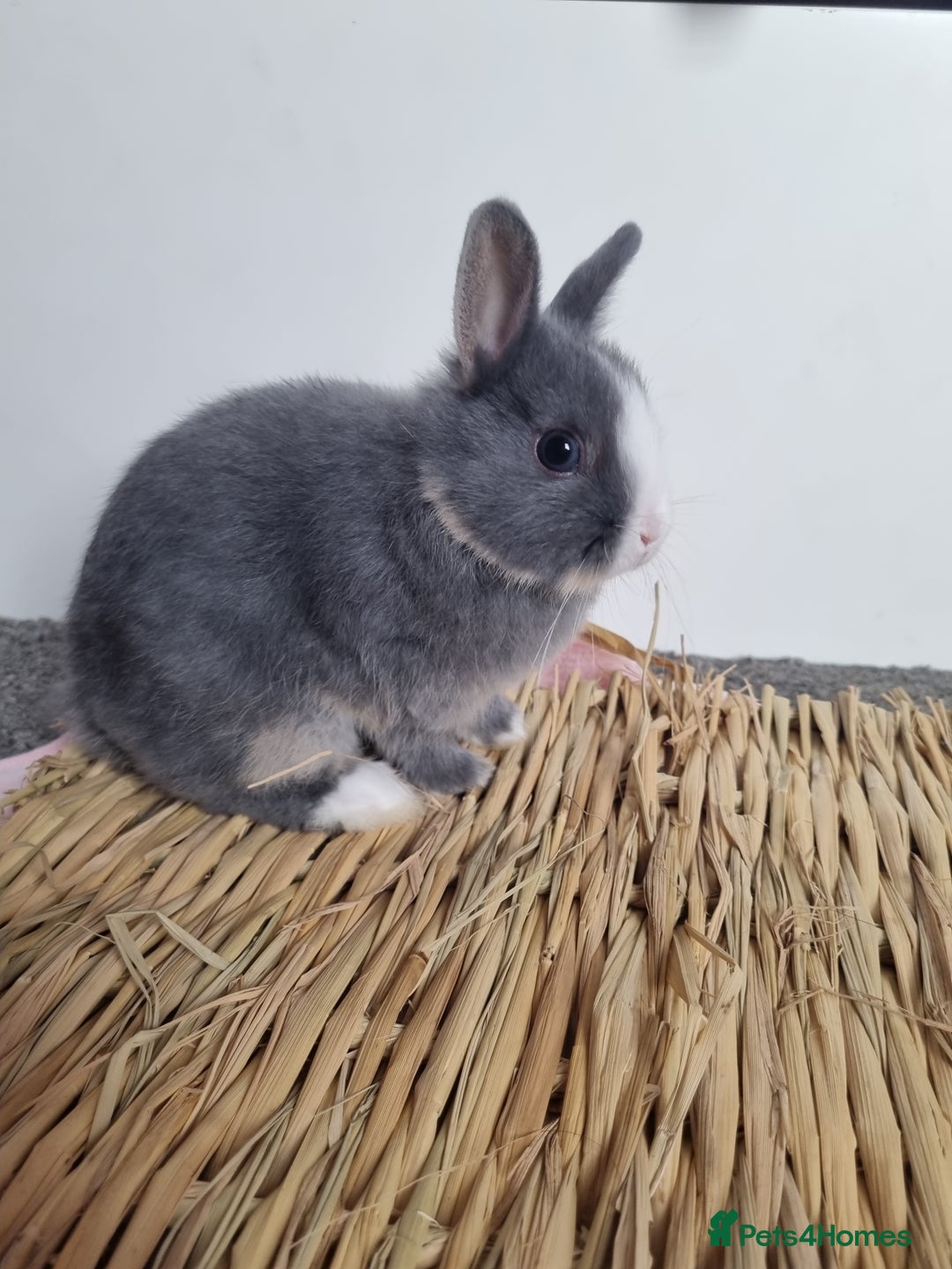 Netherland Dwarf rabbits for sale: Netherlands dwarf bunnies  - Image 4
