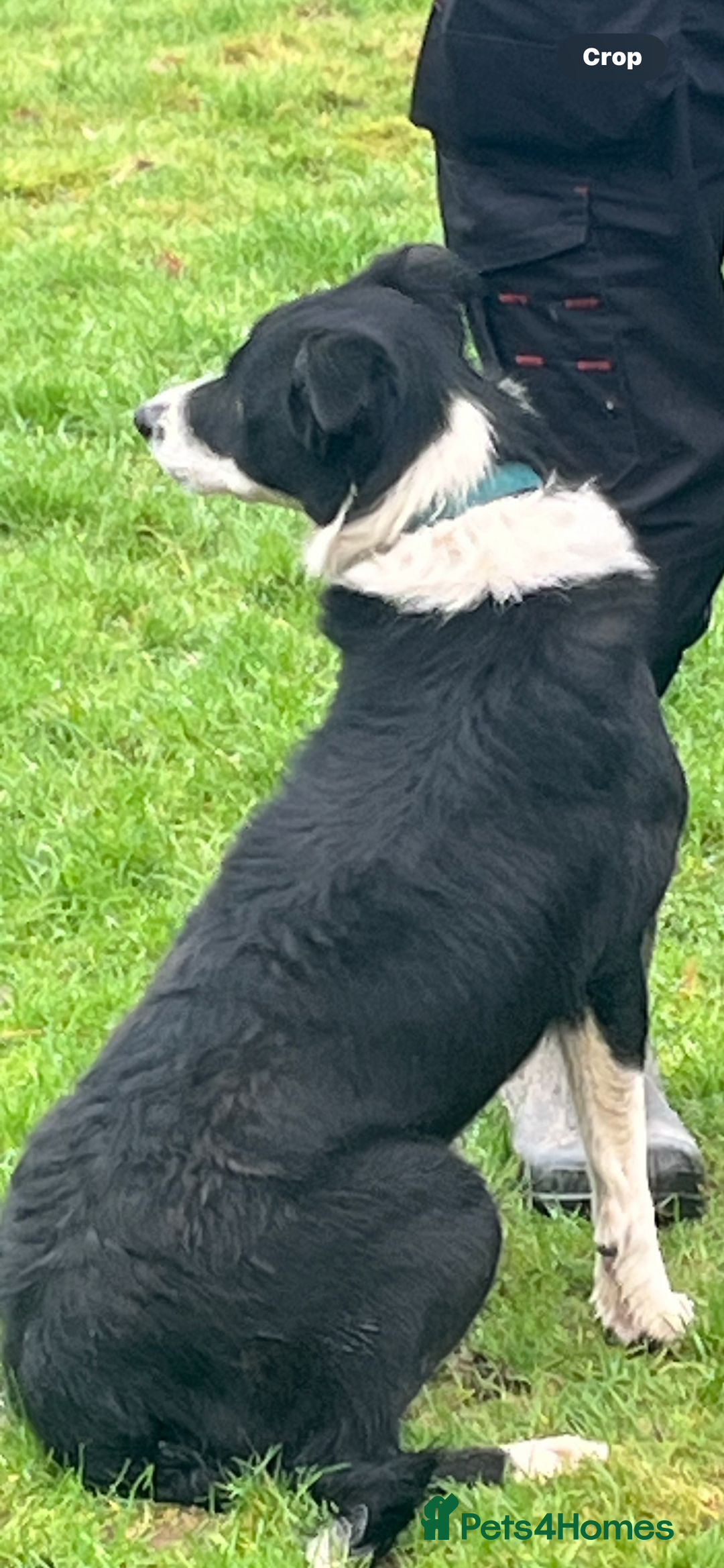 Border Collie dogs for sale: Border Collie Bitch - Advert 2