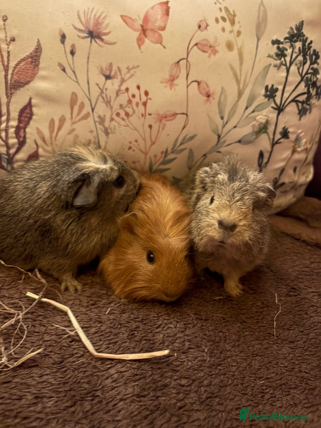 Guinea Pig rodents for sale: Beautiful baby Guinea pigs  - Advert 1