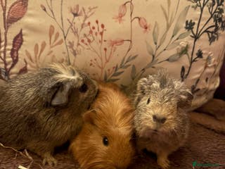 Guinea Pig rodents Beautiful baby Guinea pigs - Advert 1