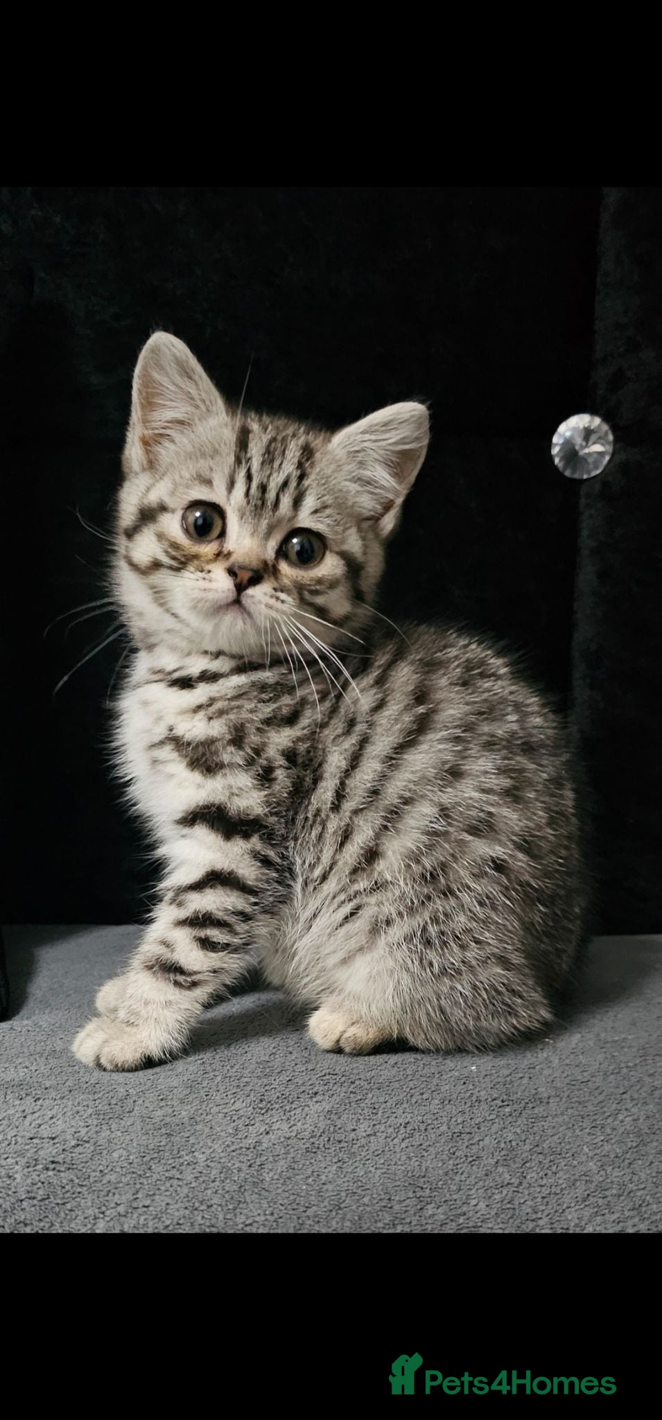 British Shorthair cats Beautiful Britishshorthair kittens  - Advert 11
