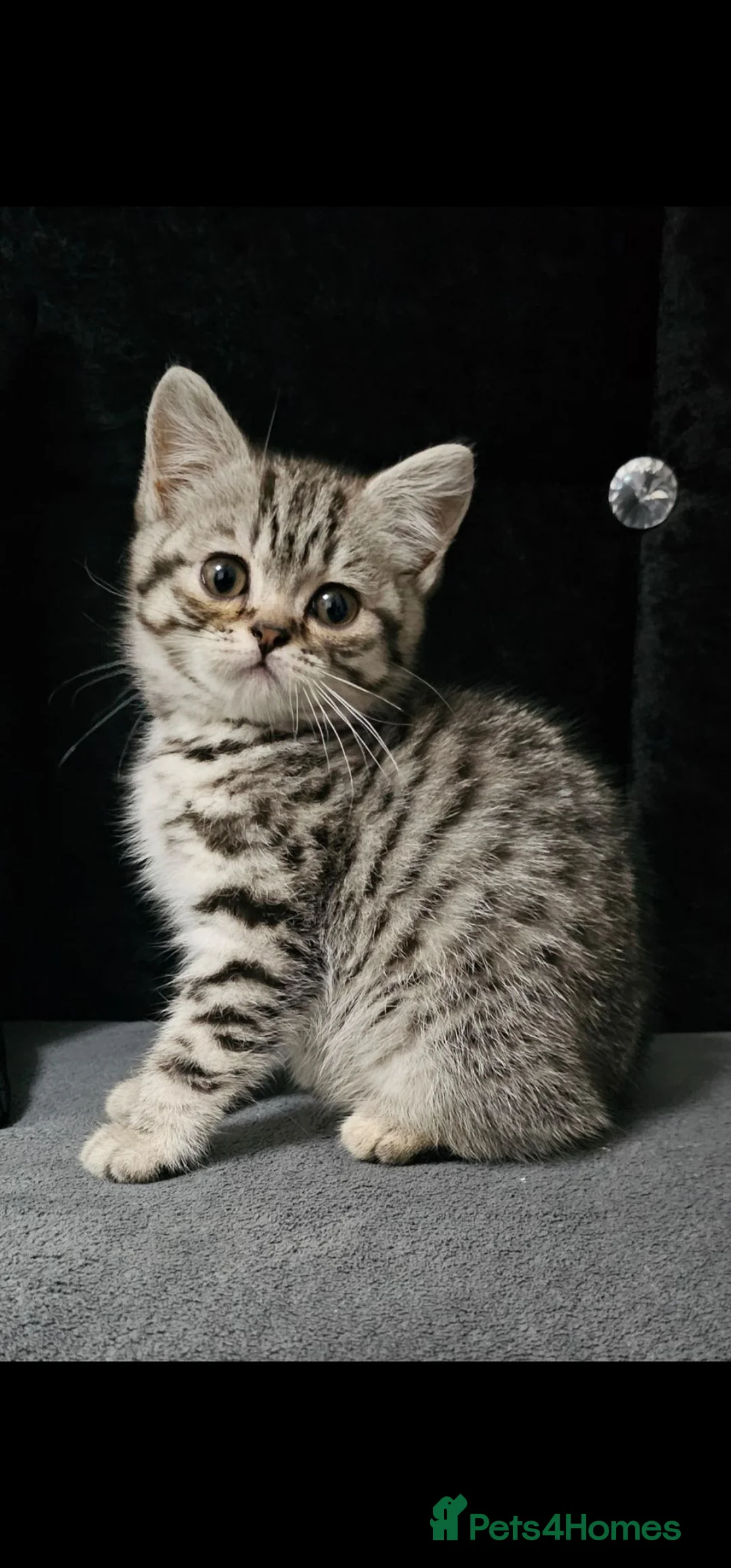 British Shorthair cats for sale: Beautiful Britishshorthair kittens  - Advert 2