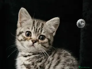 British Shorthair cats Beautiful Britishshorthair kittens - Advert 11