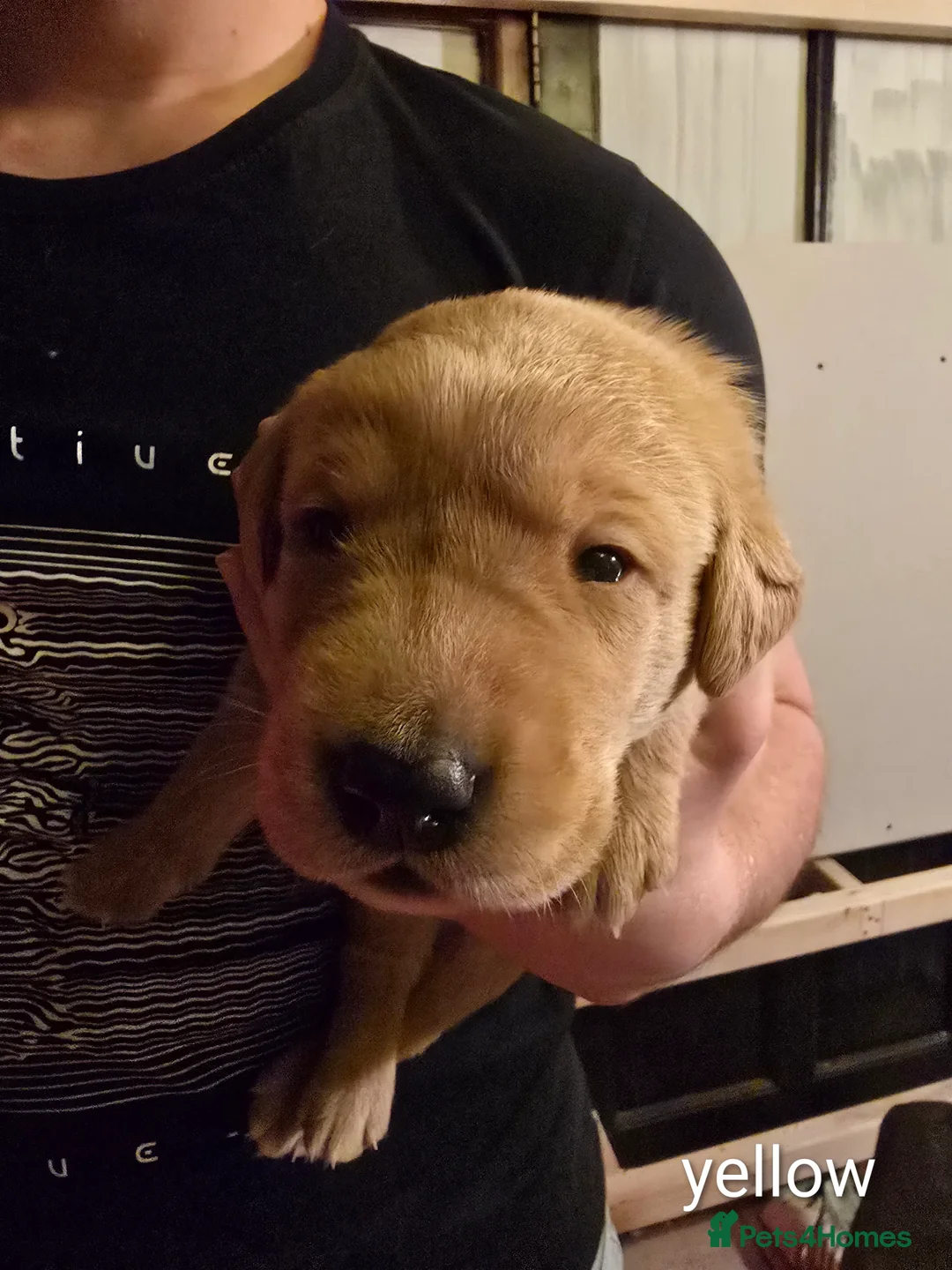 Labrador Retriever dogs for sale: 8 labrador pups bred for health and temperament! - Advert 14
