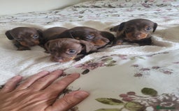 Miniature Dachshund dogs for sale: Miniature Dachshund puppies  in Bathgate - Image 1