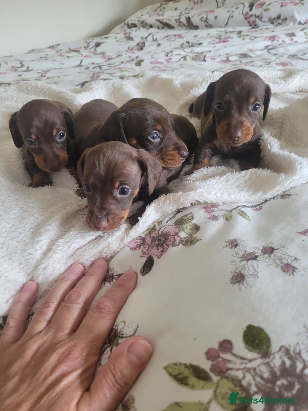 Miniature Dachshund dogs for sale: Miniature Dachshund puppies  in Bathgate - Image 1