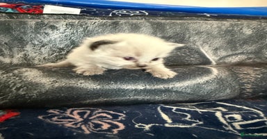 Ragdoll cats - Advert 2