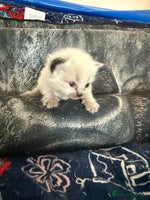 Ragdoll cats - Advert 2