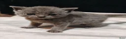 British Shorthair cats for sale: British shorthairs grey in Blackburn - Advert 19