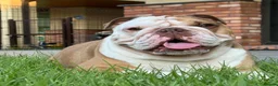 English Bulldog dogs for sale: English bulldog  - Advert 4