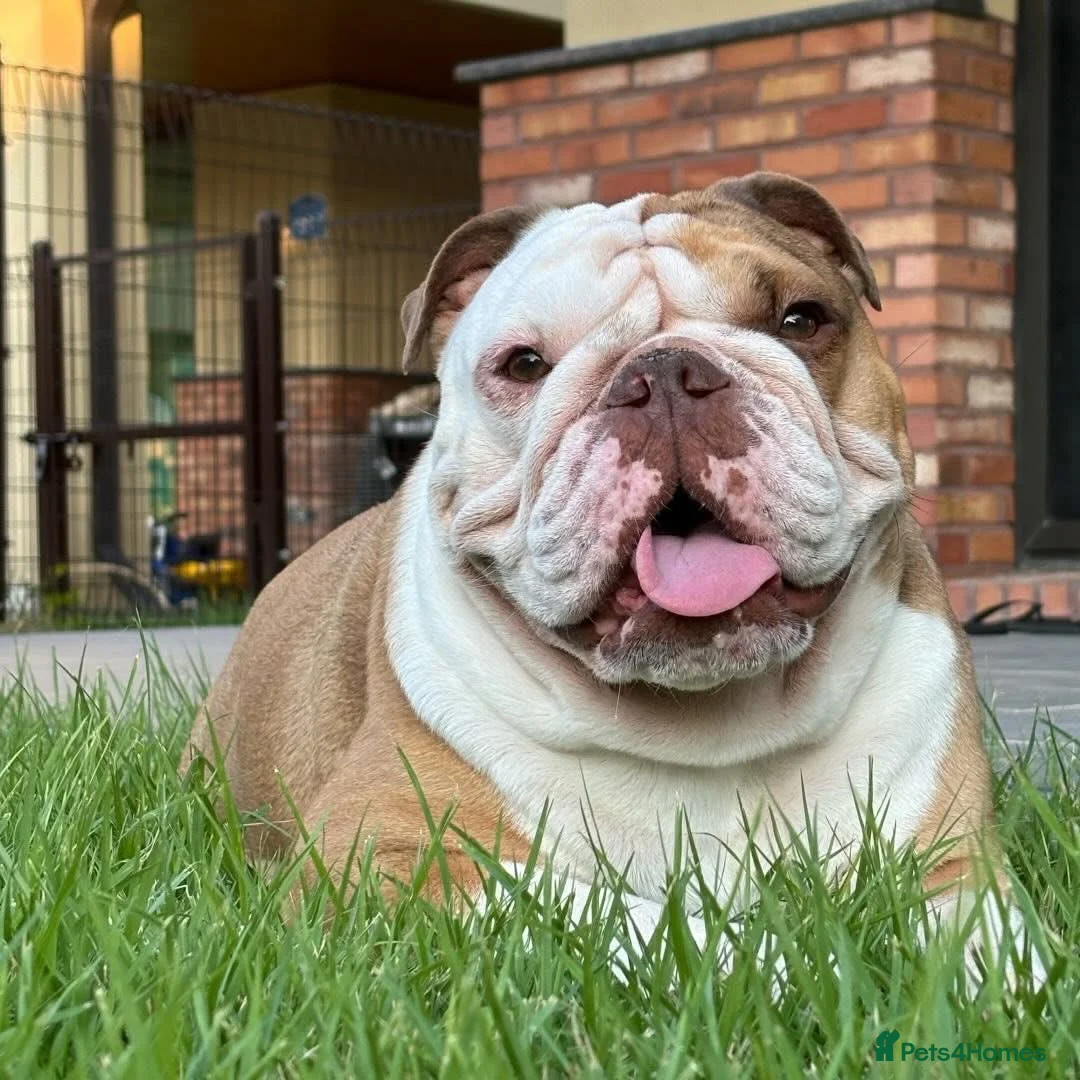 English Bulldog dogs for sale: English bulldog  - Advert 4