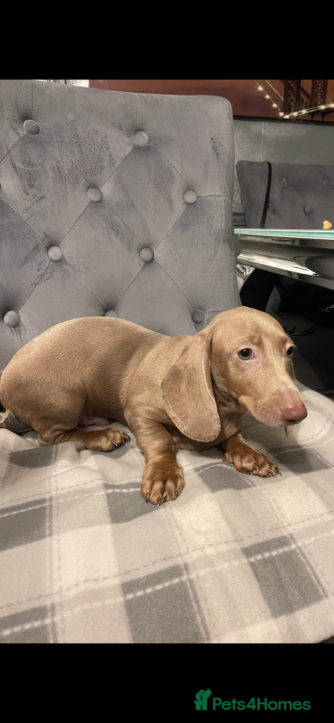 Miniature Dachshund dogs for sale: Miniature dachshund  - Advert 1