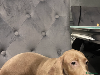 Miniature Dachshund dogs Miniature dachshund - Advert 1