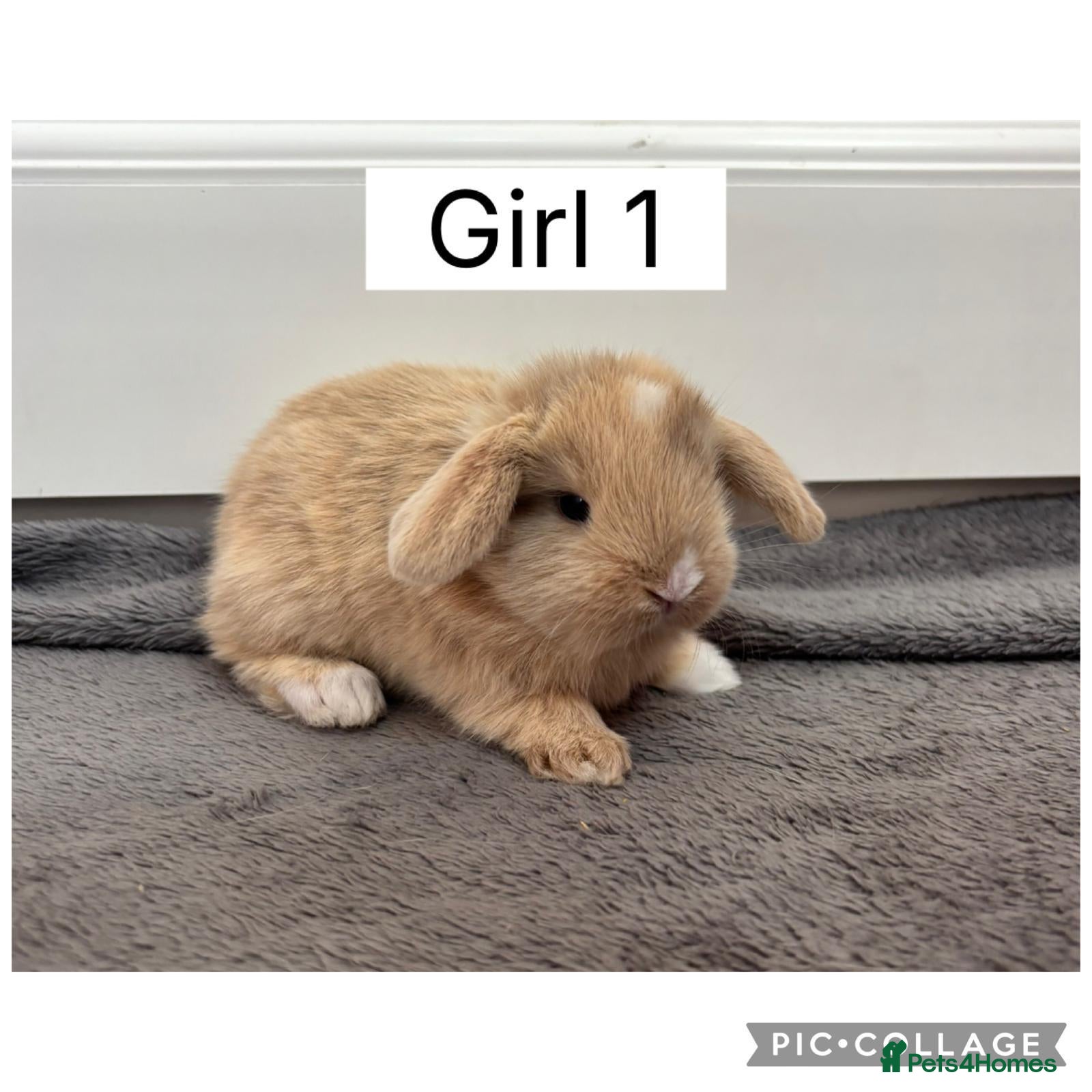 Mini Lop rabbits 3 beautiful baby mini lops ready to reserve  - Advert 1