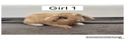 Mini Lop rabbits for sale: 3 beautiful baby mini lops ready to reserve  - Advert 1
